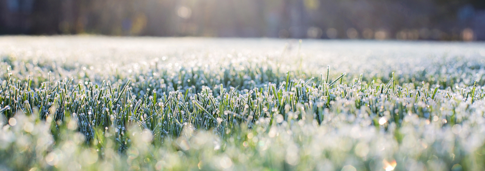 Nature science: inevitable frost