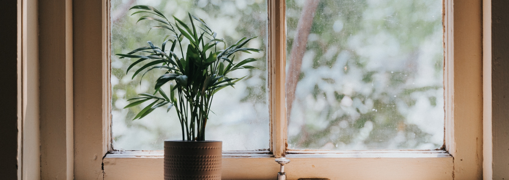 Caring for indoor plants in the winter months