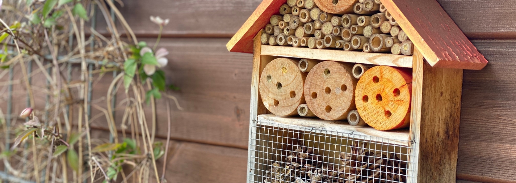 How to support pollinators in the winter months