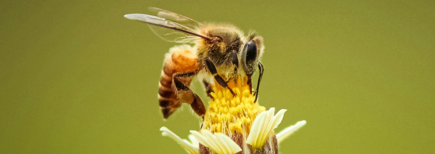 Nature science: pollinators