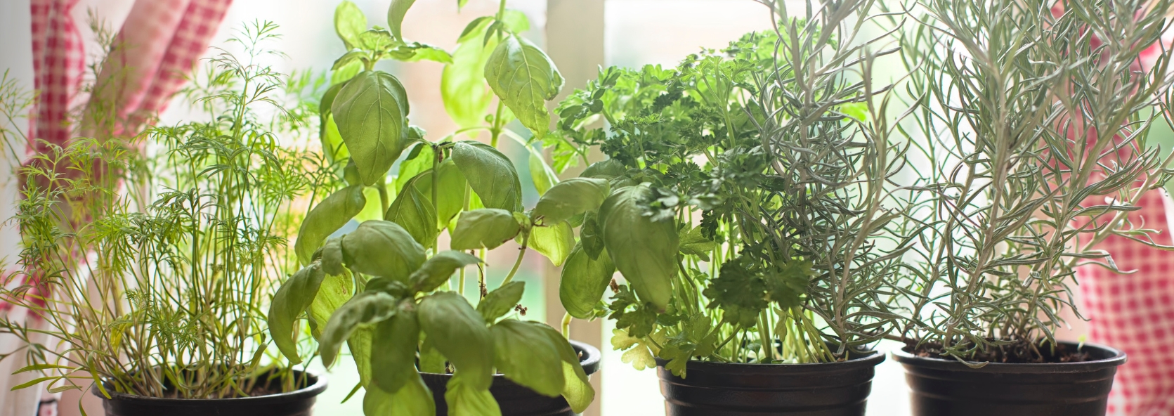 Growing herbs indoors