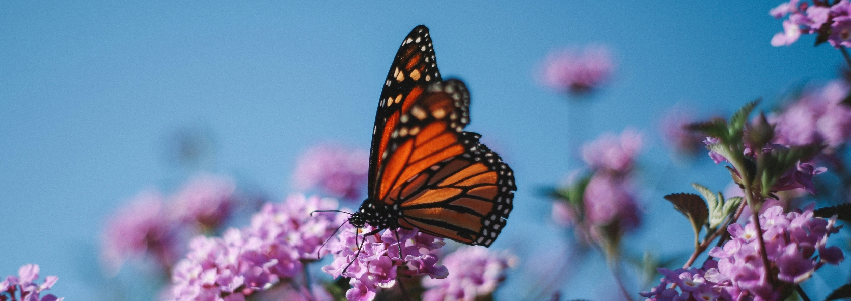 Nature science: bugs