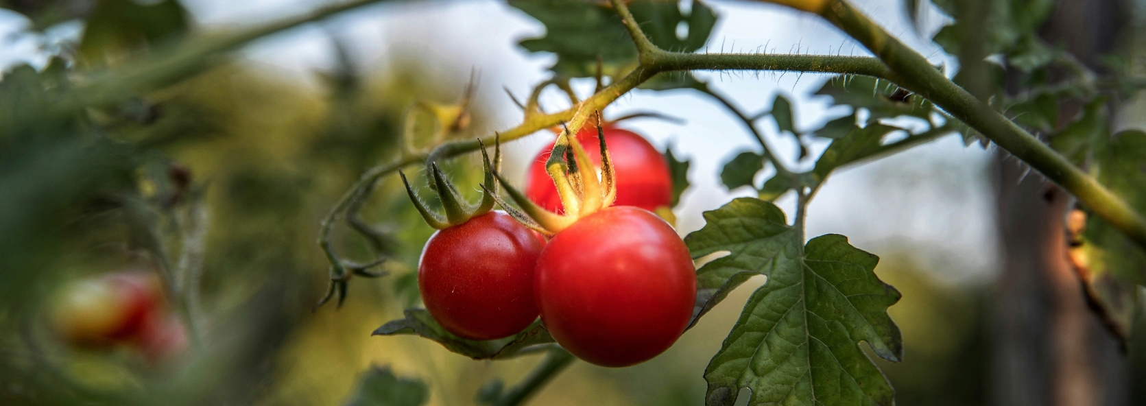 The best tomatoes to grow in Nebraska