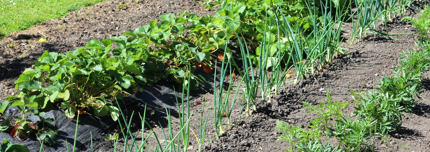 Nature science: companion planting