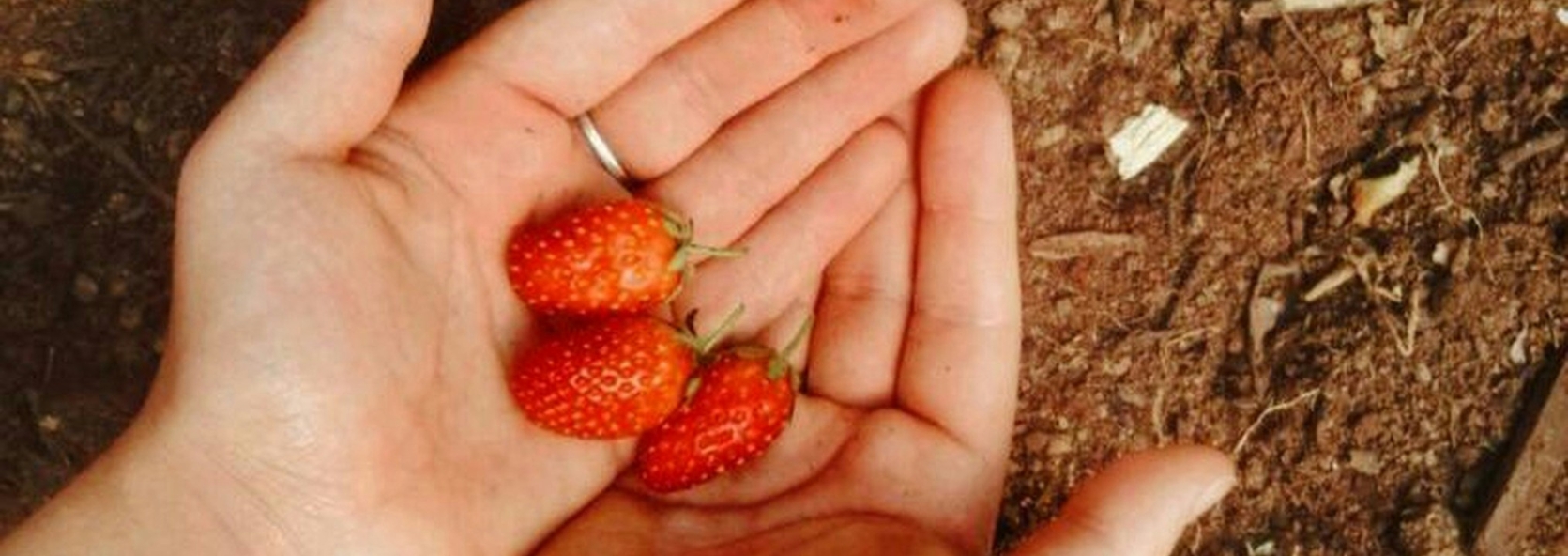 Growing strawberries in Nebraska