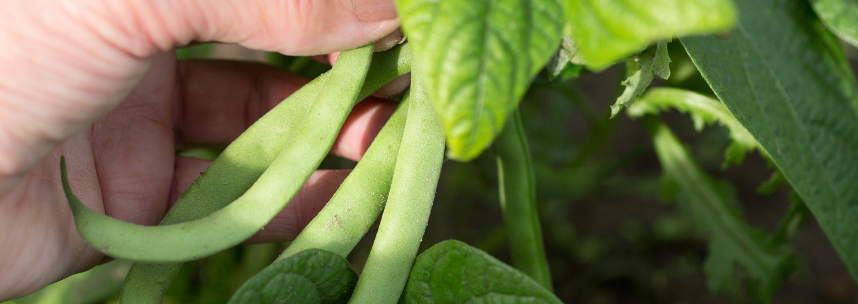 What’s wrong with my green beans?