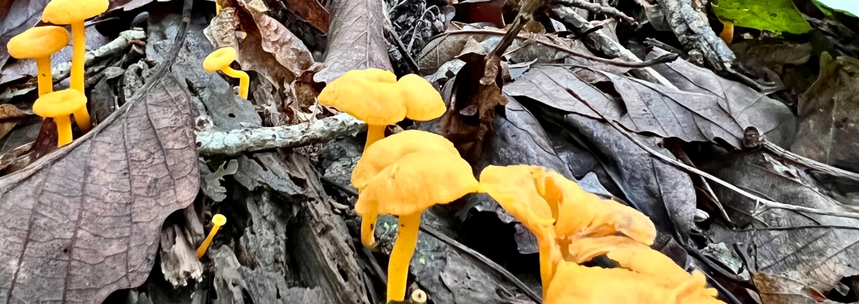 Nature Science: How Mushrooms Help Trees Communicate