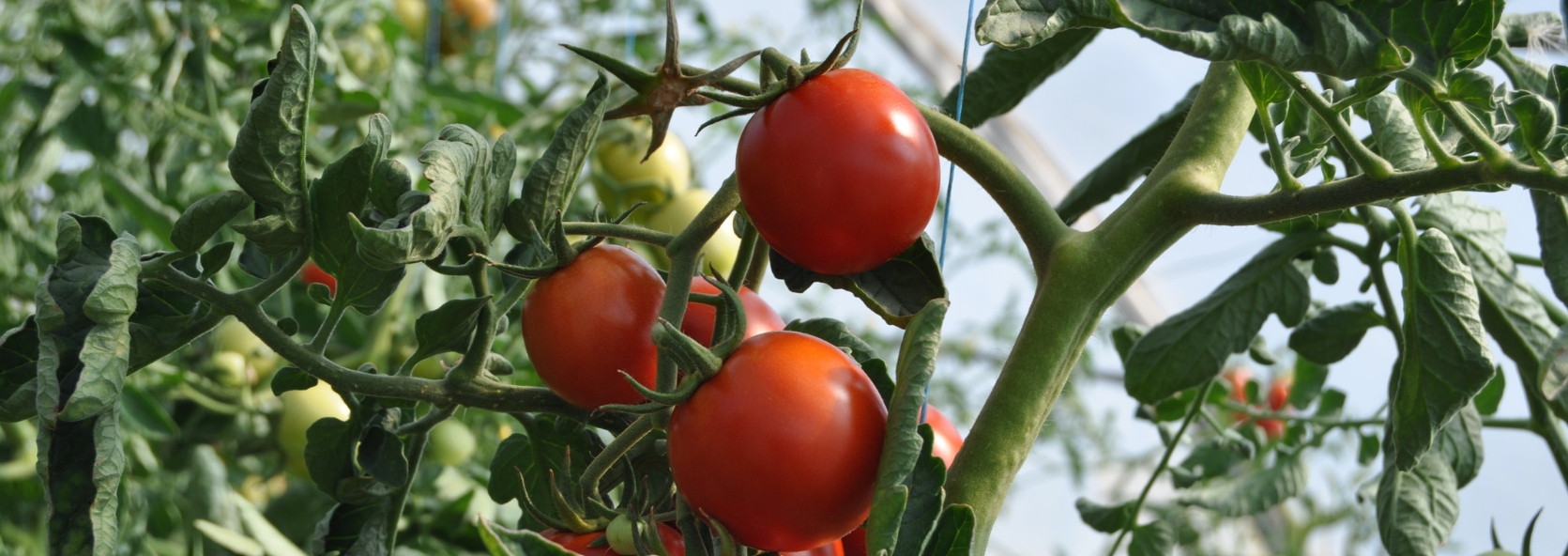 What’s wrong with my tomatoes?