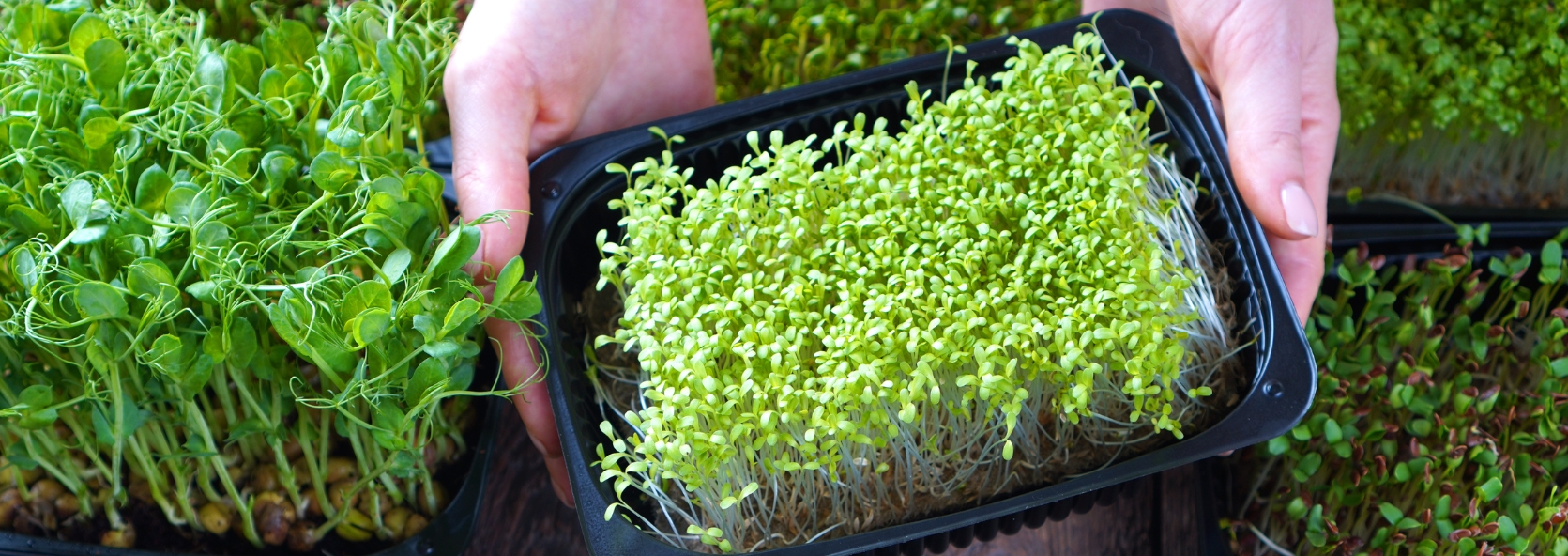 Everything you need to know about microgreens