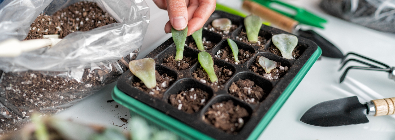 Different ways to propagate your plants