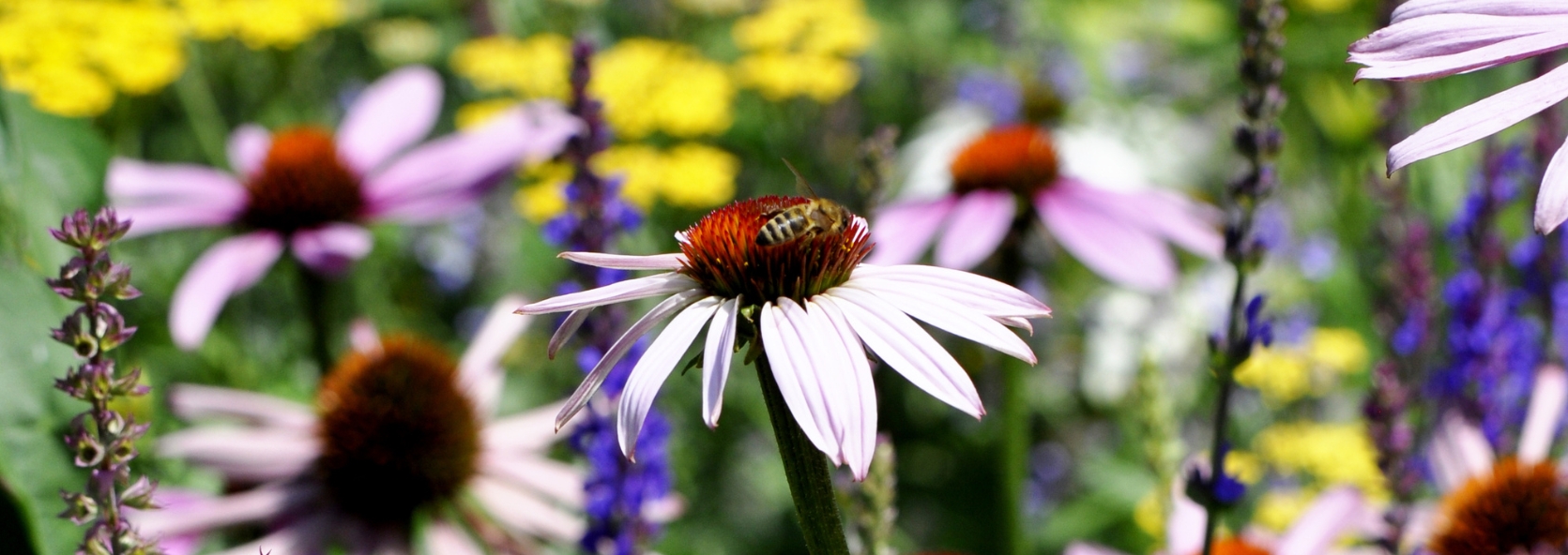 Pollinator-friendly gardens