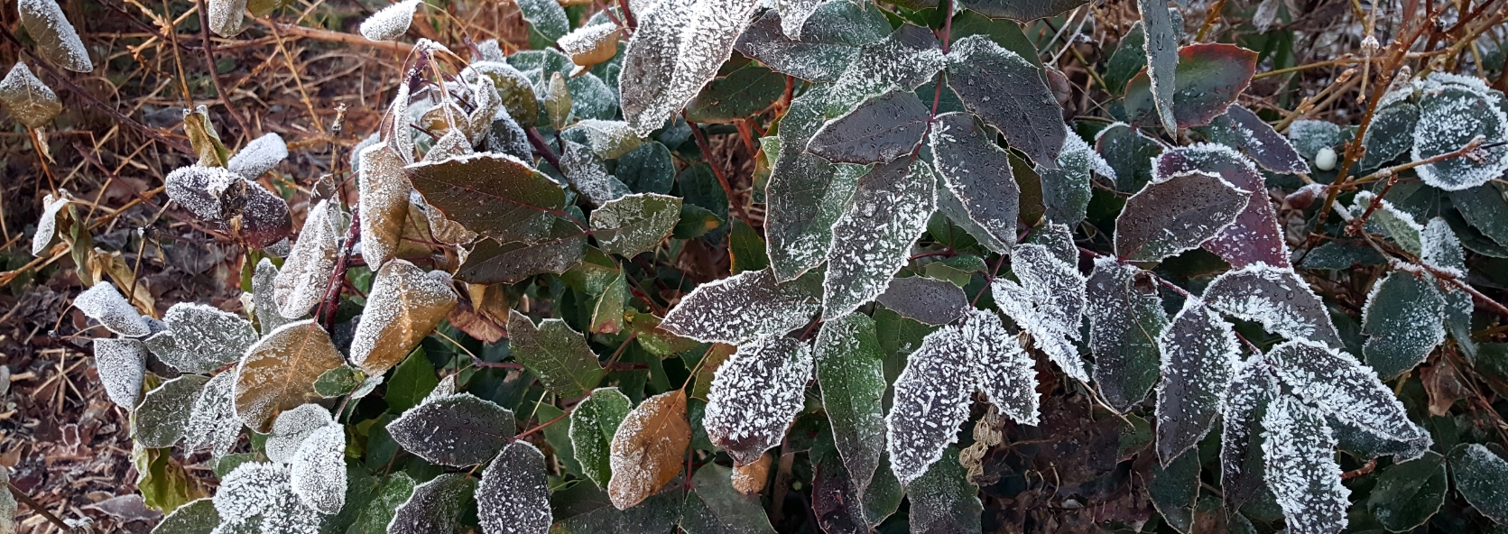 Nature science: how plants prepare for the winter