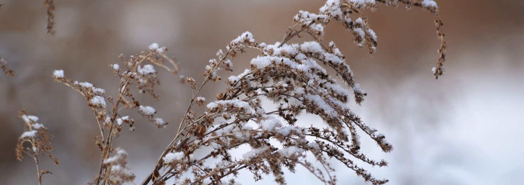 Caring for cold tolerant plants